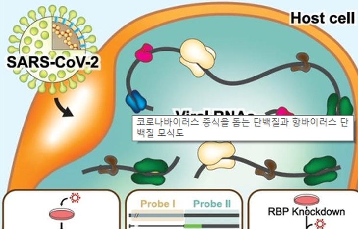 [연구] 김빛내리 교수 연구팀, '코로나19 바이러스 단백질 지도' 완성