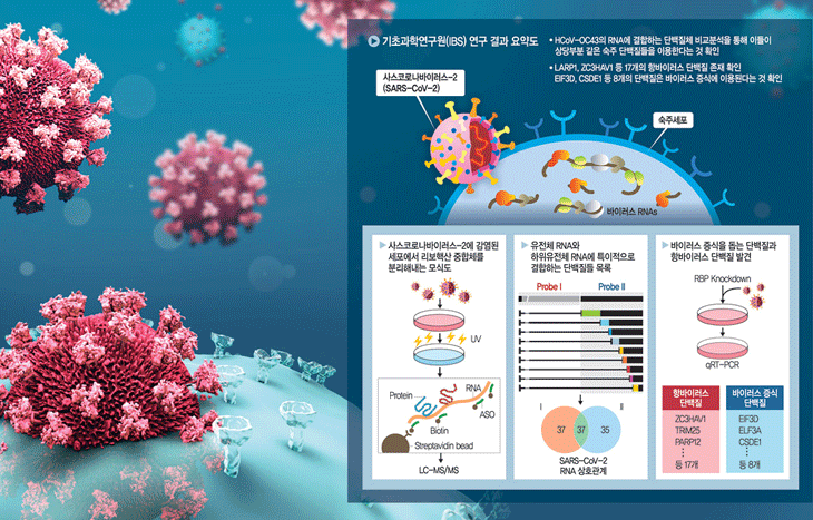 [연구] 김빛내리 교수 연구팀, 코로나19 증식 억제 단백질 발견