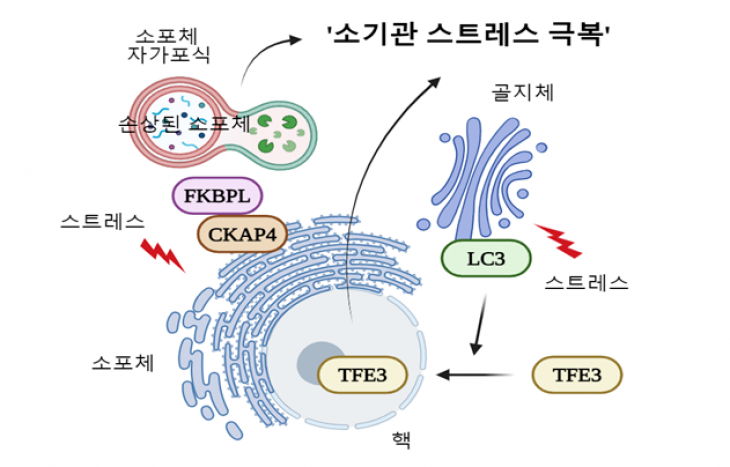 생명과학부 정용근 교수 연구팀, 세포내 소기관 스트레스에 반응하는 두 경로 발견