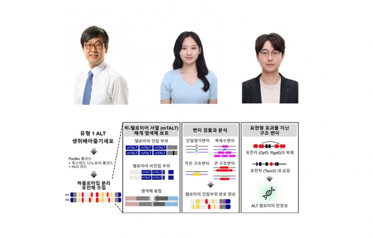 이준호 생명과학부 교수 연구팀, 세포 노화·사멸 핵심 '텔로미어' 메커니즘 밝혔다