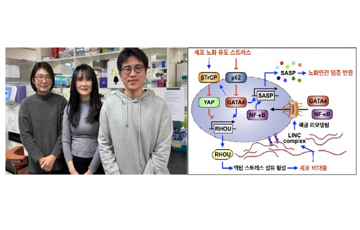 생명과학부 강찬희 교수 연구팀, 오랜 미스터리였던 노화세포 비대증 조절 및 작용 기전 최초 규명했다