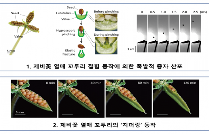 생명과학부 현유봉 교수 연구팀, 제비꽃 번식 원리 규명…차세대 유연 로봇 개발 가능성 열려