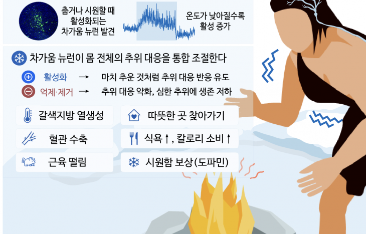 화학부 김성연 교수 연구팀, 피부의 ‘차가움’ 정보, 뇌 부완핵에 가장 먼저 닿아 몸 전체의 추위 대응 이끈다