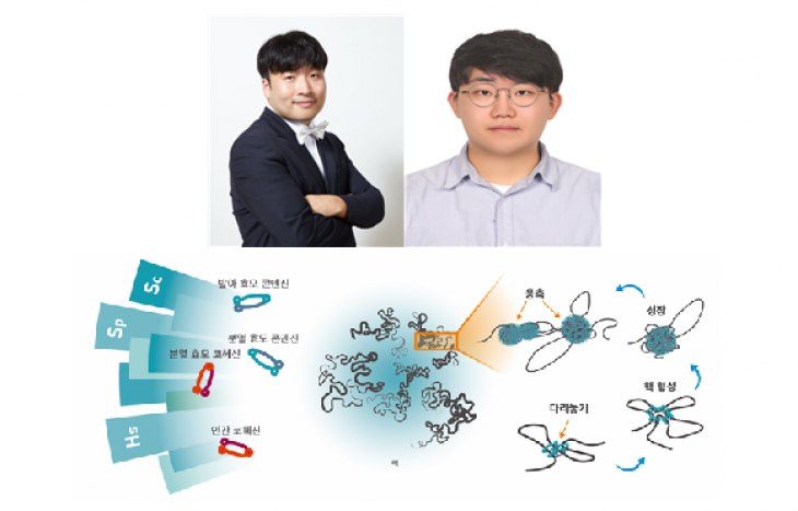 물리·천문학부 류제경 교수 연구팀, 진핵세포에 보존된 새로운 염색체 형성 원리 규명 